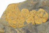 Orange Dalmanitid (Ormathops) Trilobites - Morocco #356825-1